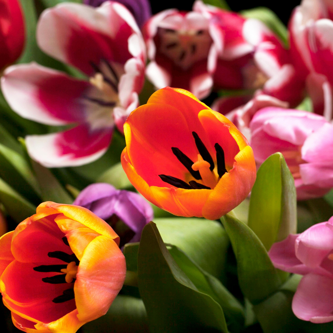 Botanical & Floral