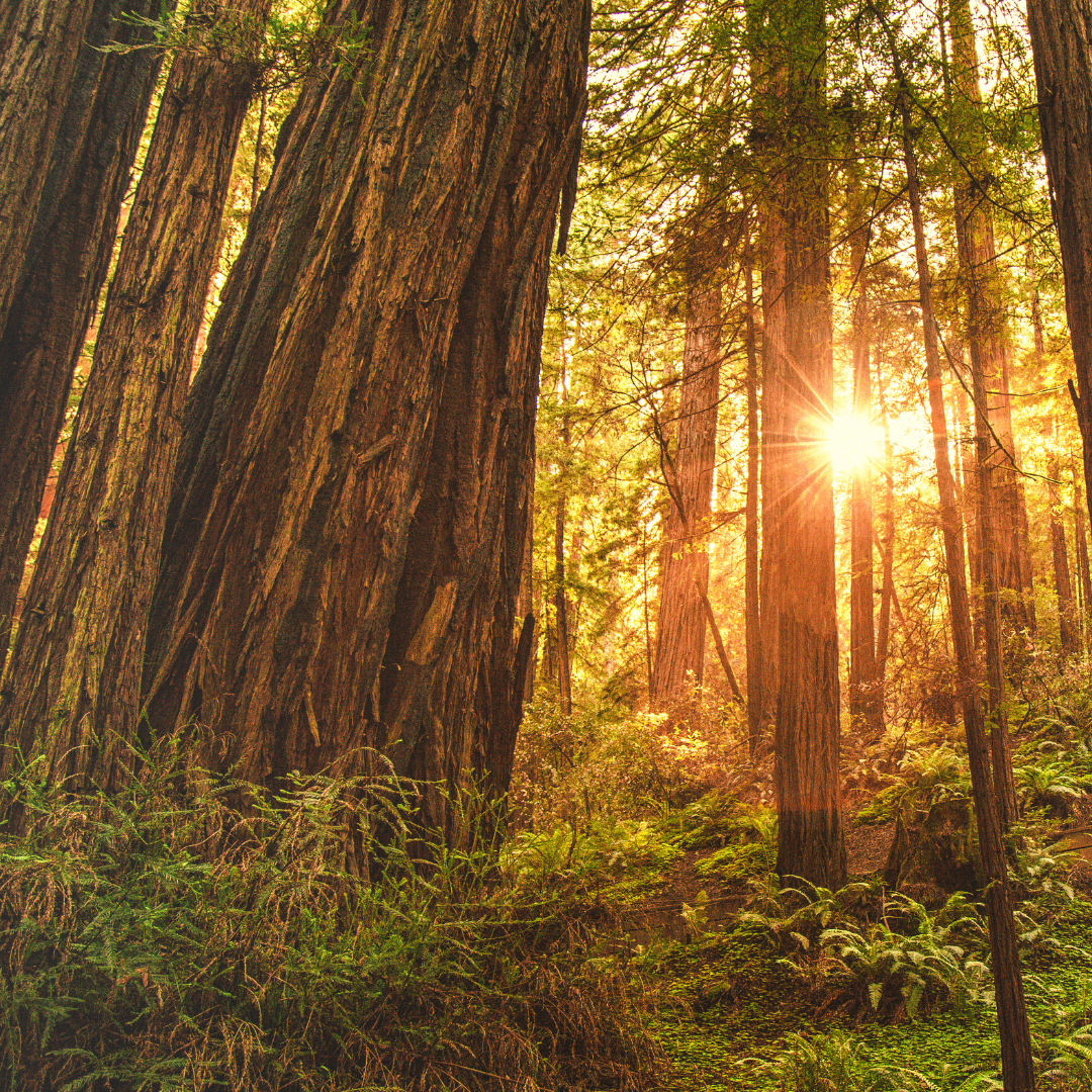 Woods & Earth